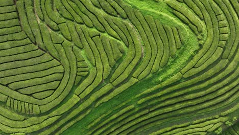 abstract aerial top down riser over verdant tea plantation gorreana, sao miguel