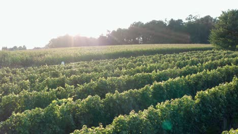 vineyard, corn field, rural farm at sunset, sunrise