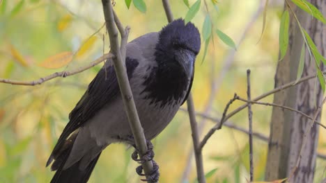 Aaskrähe-(Corvus-Corone)-Schwarzer-Vogel-Auf-Ast.