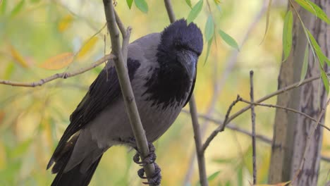 cuervo carroñero (corvus corone) pájaro negro en la rama.