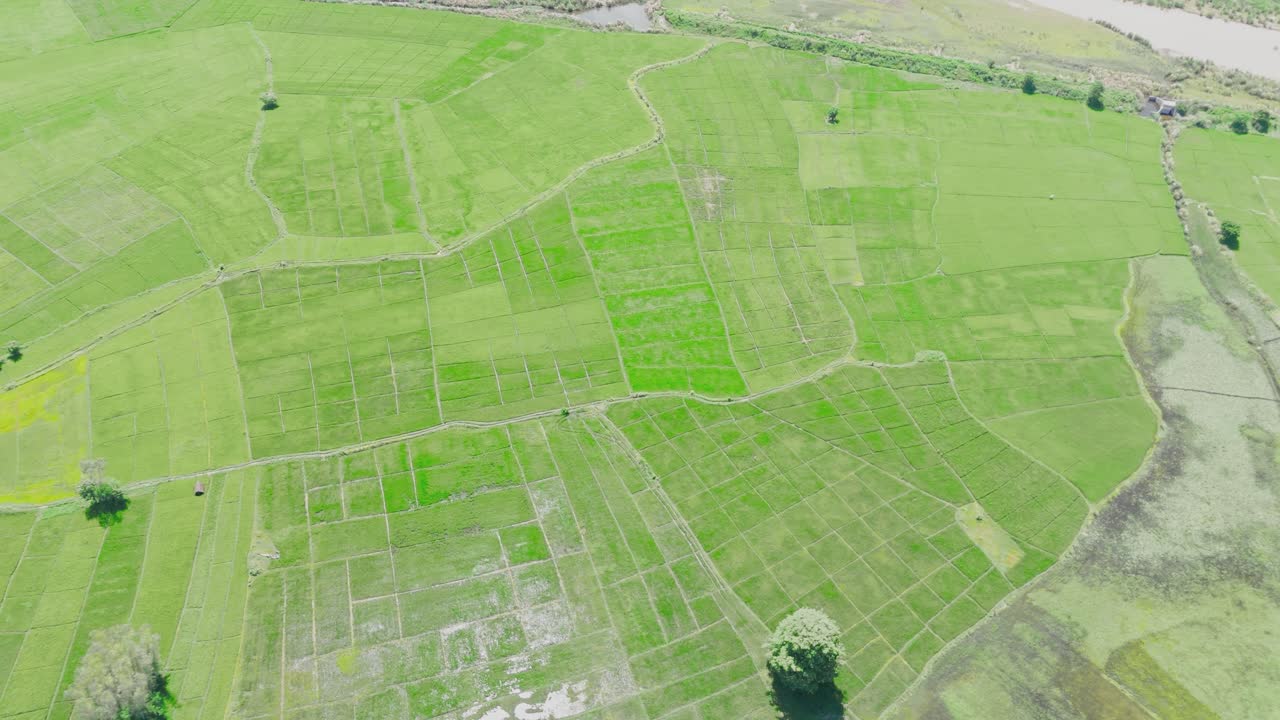 vista aérea de los campos de arroz verdes