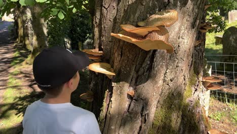 Niño-Mirando-El-Tronco-De-Un-árbol-Con-La-Montura-De-La-Dríada,-Uno-De-Los-Muchos-Tipos-De-Hongos-De-Soporte-Que-Se-Encuentran