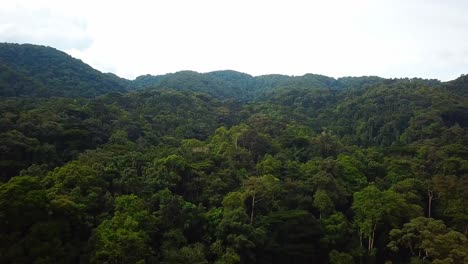 tropical rainforest canopy in africa - aerial drone shot