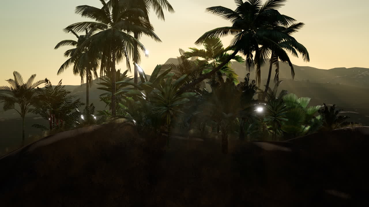 View of the Palm Trees in Fog