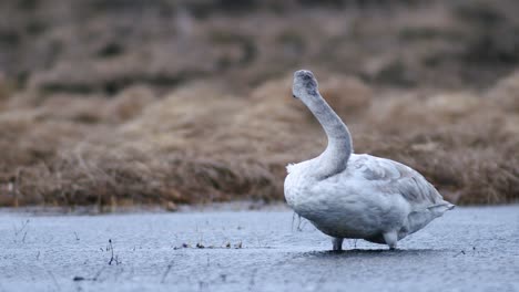 Cisnes-Cantores-Durante-La-Migración-De-Primavera-Descansando-En-Un-Charco-De-Prado-Inundado-De-Hierba-Seca