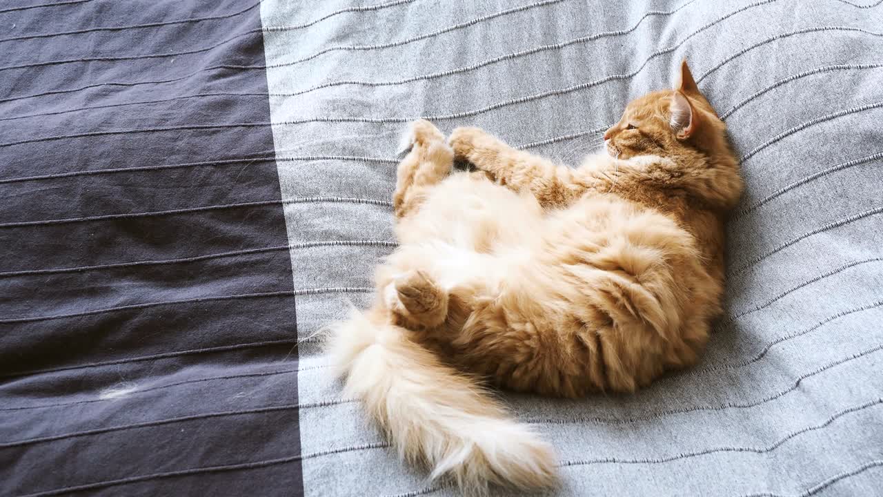 회색 담요에 침대에 누워있는 귀여운 생강 고양이, 털이 많은 애완동물이 잠을 자고 있습니다. 쾌적한 가정 배경