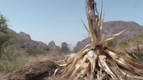 a dry yucca plant at the window overlook in big bend national park in west texas