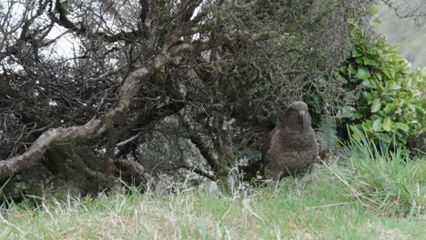 el loro kea en el matorral cerca del paso de arthur, isla sur, nueva zelanda - de cerca