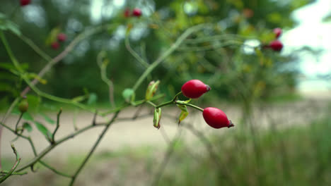 Blumige-Nahaufnahme-Von-Roten-Beeren-Der-Heckenrose-Mit-Verschwommenem-Hintergrund---Herbsttag-In-Deutschland-Tagsüber