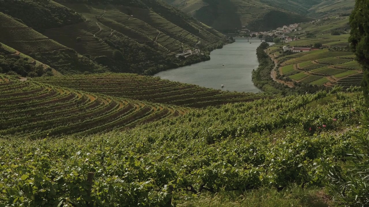 Rigogliosi vigneti a terrazze che scendono verso il fiume Douro e il villaggio di Pinhao, Portogallo.