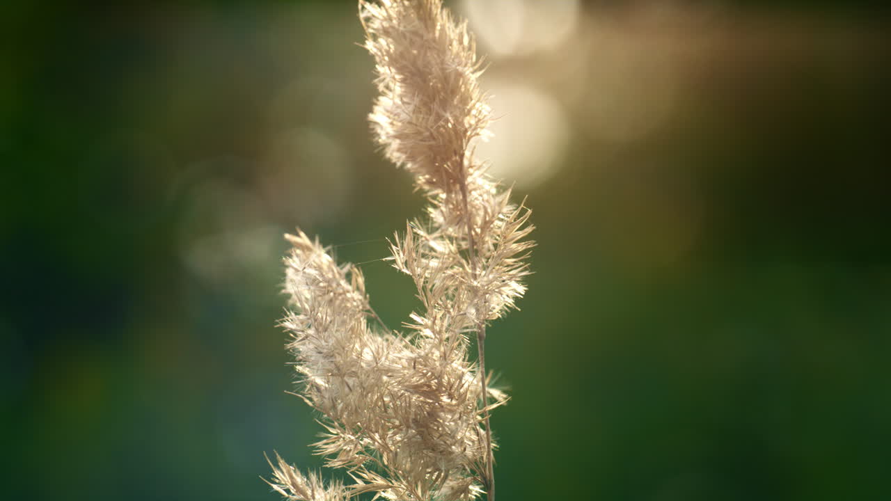 campo spikelet en la luz del sol en la pradera salvaje. encantadora ecología de primavera vista natural.