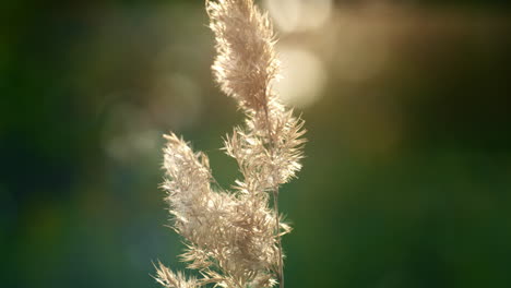 campo spikelet à luz do sol em prado selvagem. encantadora ecologia de primavera vista natural.