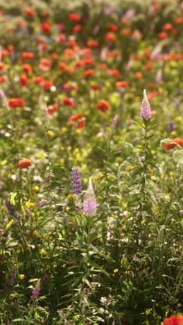 un hermoso campo de flores silvestres en flor