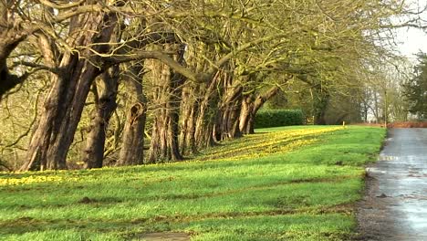 first wild flowers of the year growing in the uk county of rutland-winter aconites