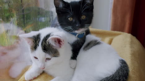 two adorable kitten siblings lying on top of each other on a blanket inside, next to a window on a rainy day