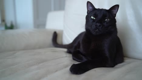 a black cat sits on a white leather sofa