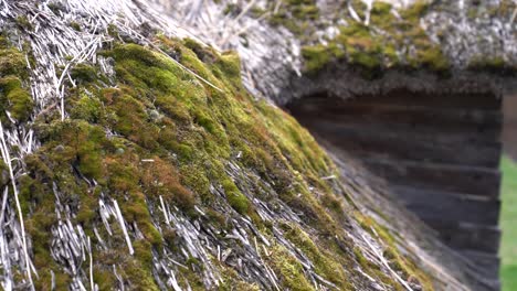 moss grow on thatched roofs. - closeup shot