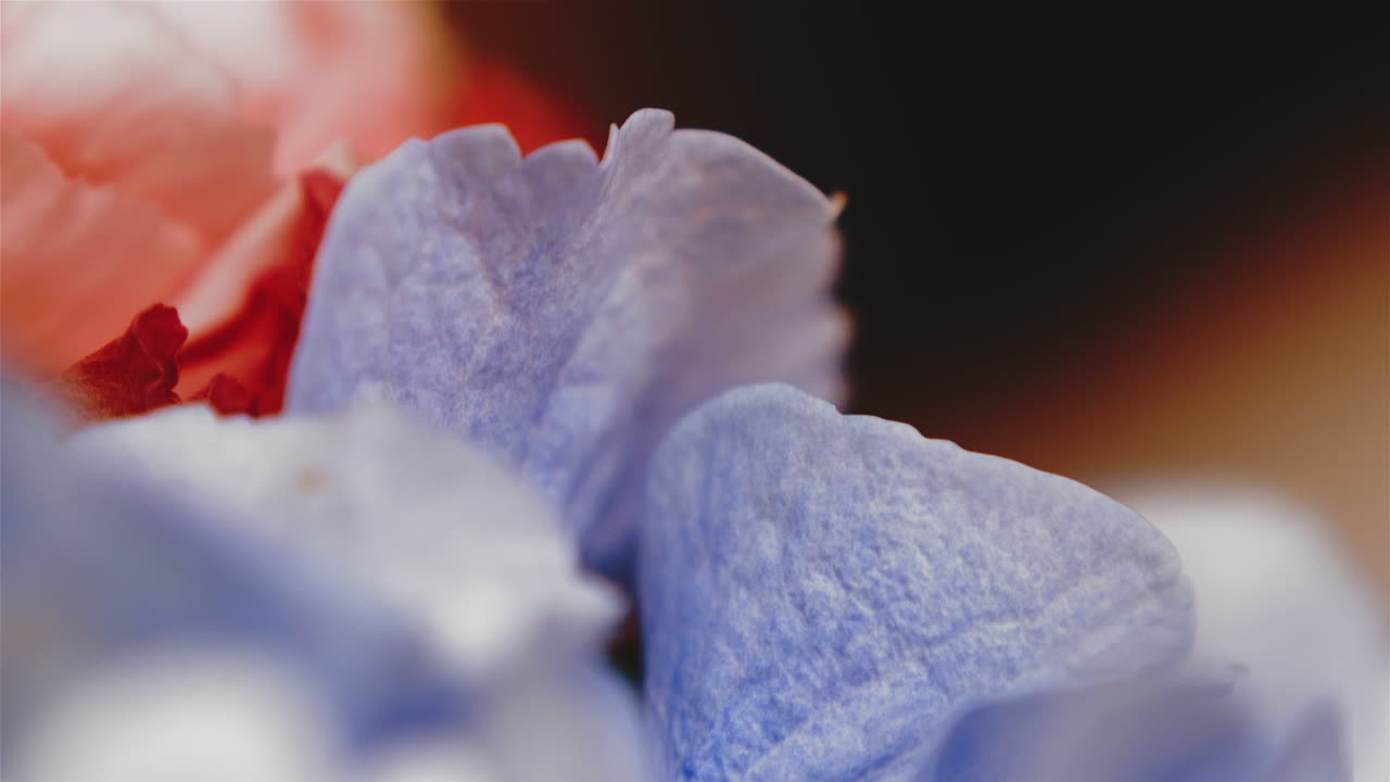 어두운 배경 매크로에 다채로운 신선한 꽃잎