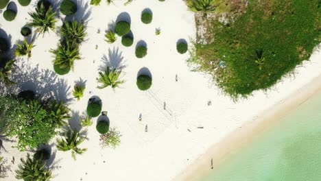 palmeras y plantas decorativas del jardín del complejo sobre arena blanca de una playa exótica bañada por aguas tranquilas y claras del mar en tailandia