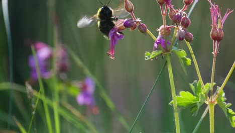 Hummel,-Die-Sich-An-Einer-Wegfliegenden-Blütenknospe-Festklammert