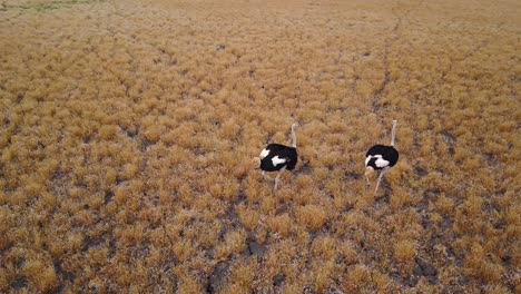 aéreo, dos avestruces sobresaltados erizando las plumas y corriendo en la llanura de botswana