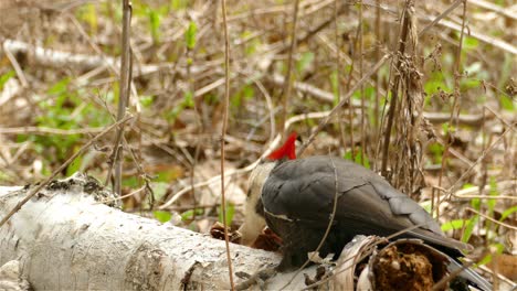 Pájaro-Carpintero-Pileado-Picoteando-Un-Tronco-De-árbol-Caído-En-El-Desierto