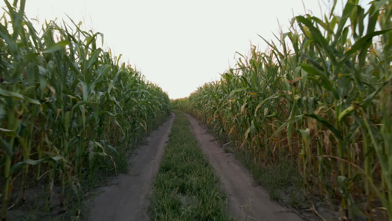 drone vuela cerca de la carretera del campo entre los campos de maíz verde en la noche de verano