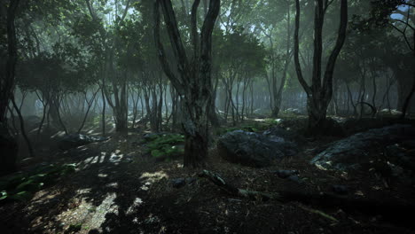 Mágico-Paisaje-Oscuro-Del-Bosque-Otoñal-Con-Rayos-De-Luz-Cálida