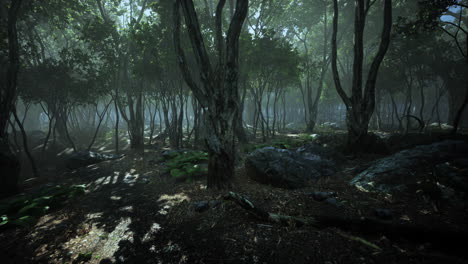 mágico paisaje de bosque oscuro de otoño con rayos de luz cálida