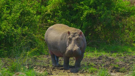 Wild-hippo-in-the-wild-in-Uganda,-a-huge-animal-looking-out-over-a-swamp