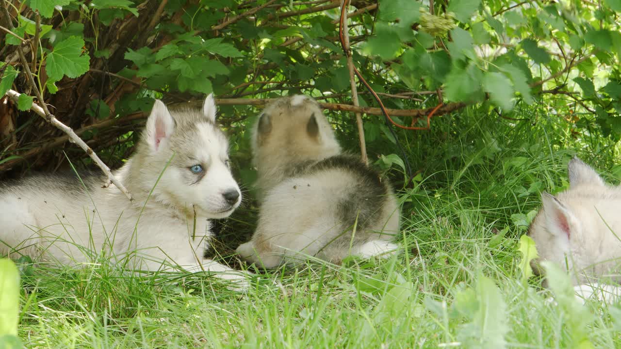 los cachorros husky se sientan bajo un arbusto