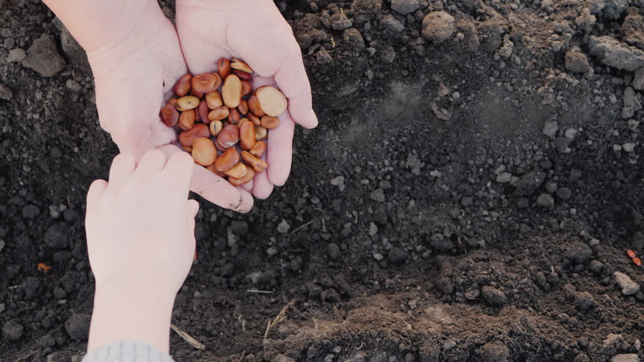 나이든 농부의 손에서 아이는 곡식을 가져다가 함께 흙에 심는다.