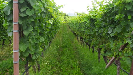 grape vines in south tyrol, italy