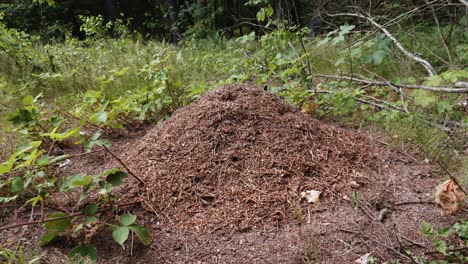 static view of huge ant colony in the middle of the forest