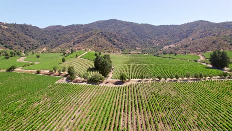 slow establishing shot of the vineyards and orchards in cachapoal valley, chile