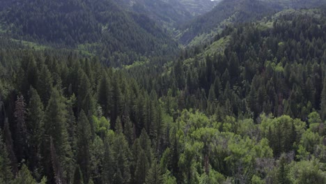 Hermoso-Paisaje-De-Bosque-Verde-Con-Exuberantes-Montañas-En-El-Tenedor-Americano,-Utah-En-Verano---Toma-Aérea-De-Drones