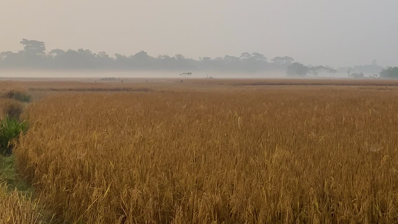 실헤트에 있는 광대한 논밭의 설립자 샷, 배경에 아침 안개