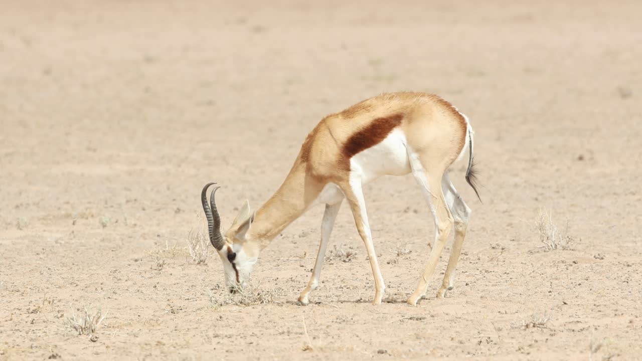 Plan moyen d’un springbok solitaire se nourrissant de petits arbustes dans le vaste paysage aride du parc transfrontalier de Kgalagadi