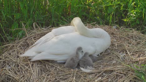 Eine-Nahaufnahme-Von-Schwanenschwänzen,-Die-Neben-Ihrer-Schwanenmutter-Sitzen,-Die-Auf-Einem-Nest-Sitzt