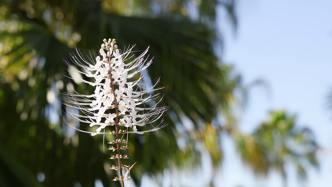 Un fiore baffi di gatto bianco ondeggia delicatamente su uno sfondo sfocato di palme tropicali.