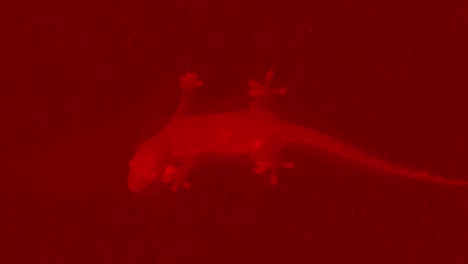 gecko lizard closeup with red night vision