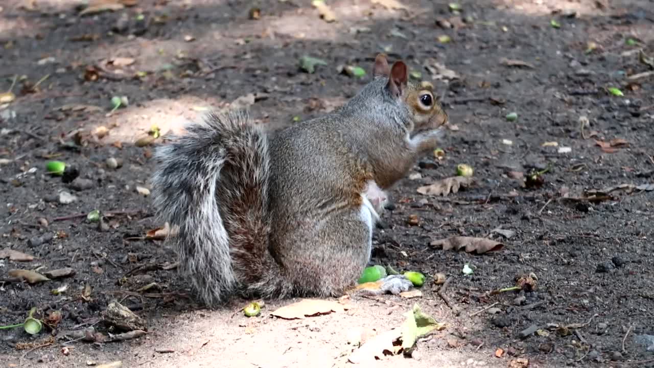 primer plano de una linda ardilla comiendo bellotas en el suelo