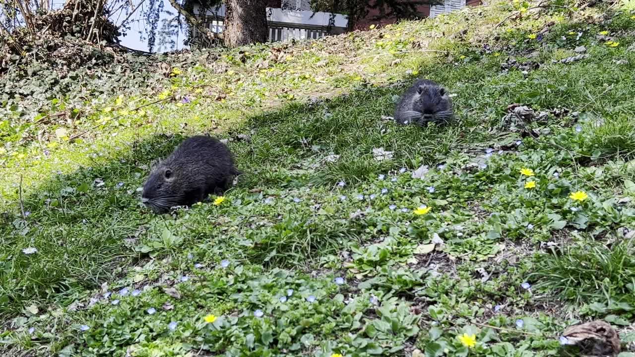 un par de nutrias o coypus comen hierba verde en la zona residencial de la ciudad, punto de vista de la superficie del suelo de ángulo bajo