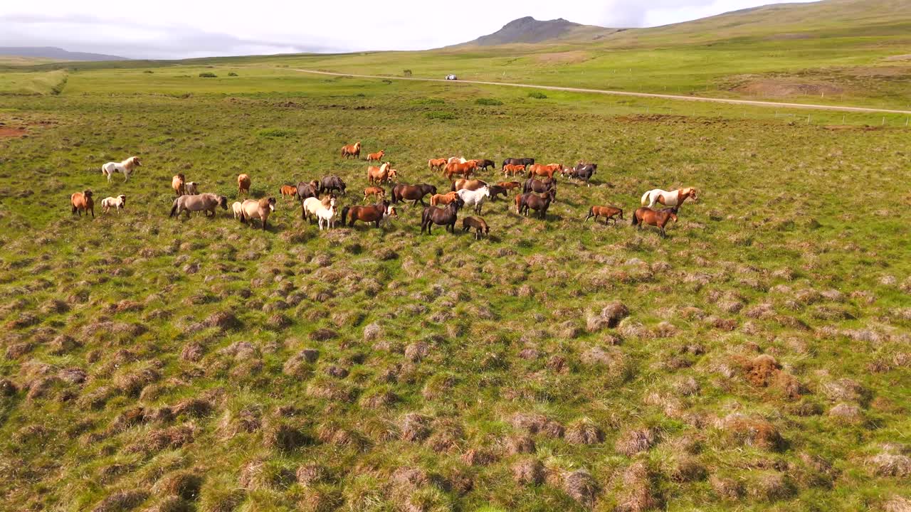 Soaring over Iceland’s landscapes, a drone captures the freedom of wild horses running through the rugged countryside.