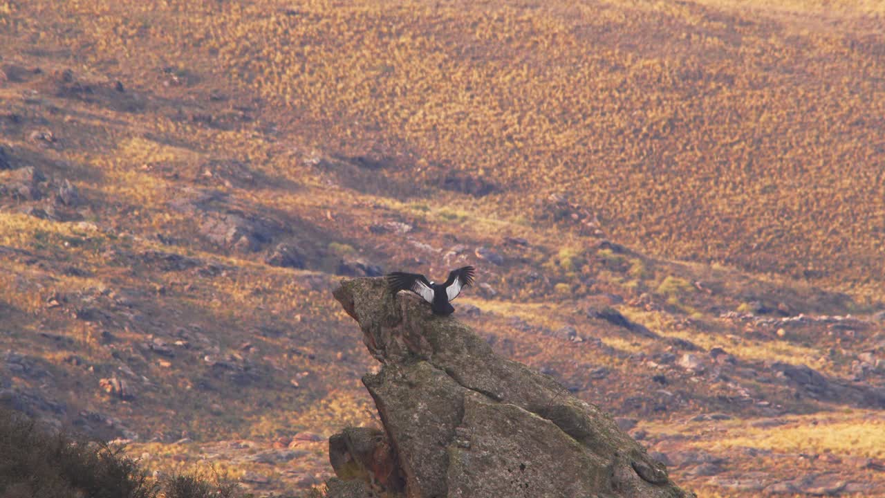 взрослый андийский кондор летит на скалу и приземляется на ней в замедленном движении.
