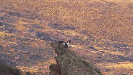 adult andean condor goes flying on to a rock and lands on it in slow motion