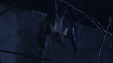 fruit bat hanging in cave moonlit