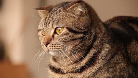 scottish fold cat looking sleepy and bored from being stuck indoors all day due to the covid-19 lockdown