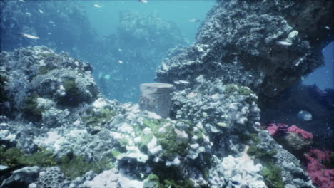 descubrimiento submarino: antiguas ruinas y vida marina