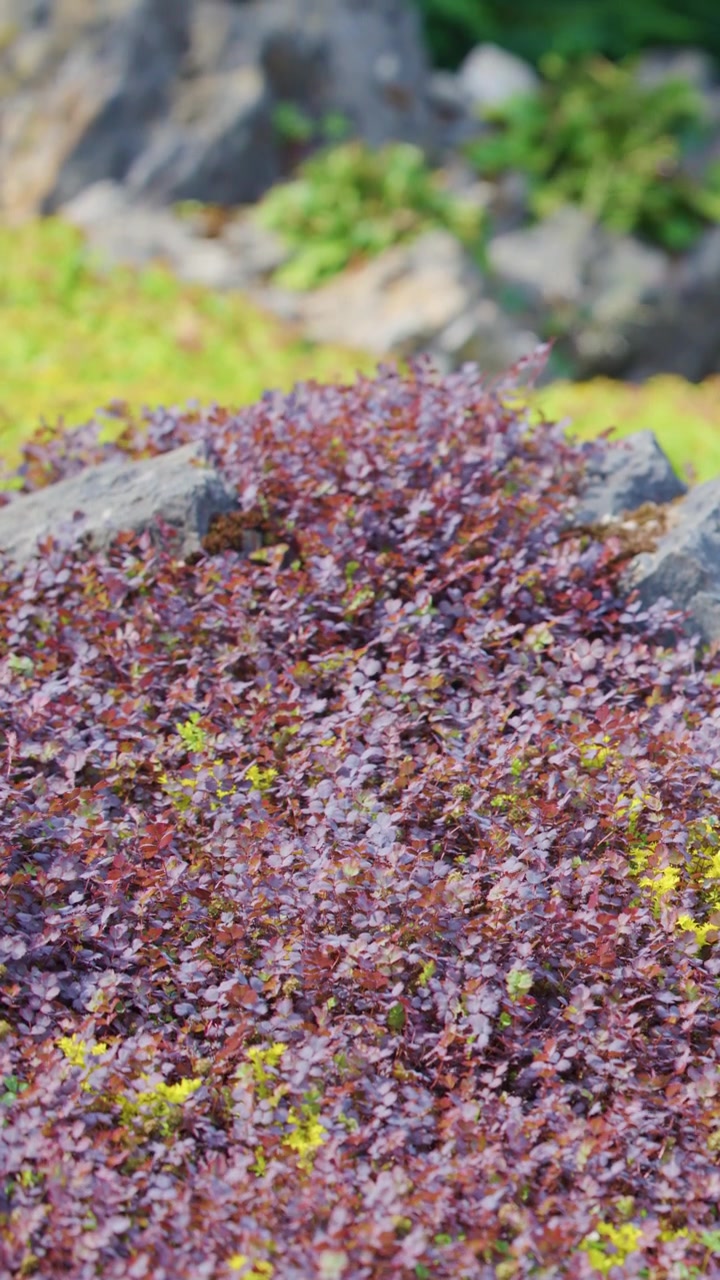 Erba viola e piante verdi si muovono dolcemente nel vento, di giorno, con rocce in un ambiente naturale.